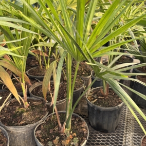 Premier Growers Mauritia flexuosa