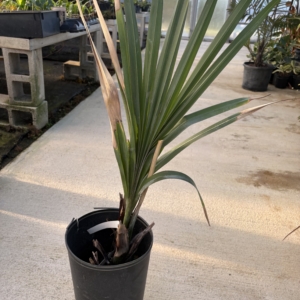 Premier Growers Borassus aethiopum