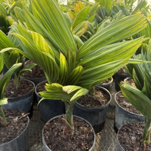 Premier Growers Areca catechu dwarf