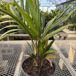 Premier Growers Chrysalidocarpus pembanus