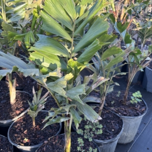 Premier Growers Foxtail Palm