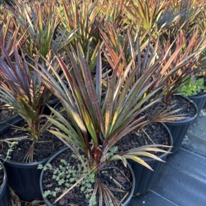 Premier Growers Blue Latan Palm