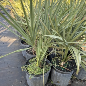 Premier Growers Sabal palmetto