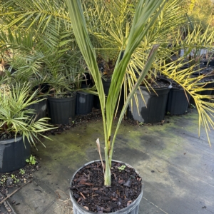 Premier Growers Royal Palm