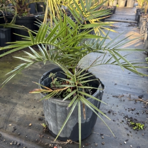 Premier Growers CIDP