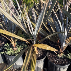 Premier Growers Bismarck Palm