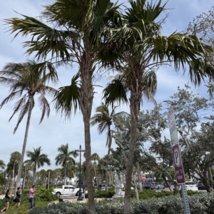 Lido Key Thomas radiata