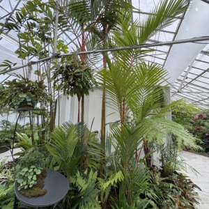 Silbey Gardens Lipstick Palms