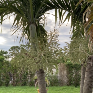 Christmas Palm in Bonita Springs