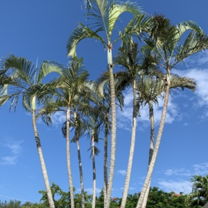 Bonita Springs golden cane palm