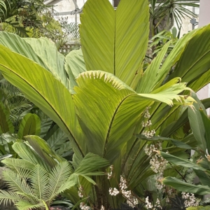 Silbey Gardens Salacca magnifica