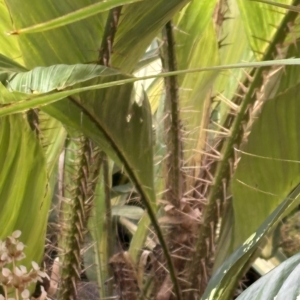 Silbey Gardens Salacca magnifica close up