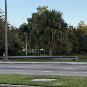 Robyn Sabal palmetto