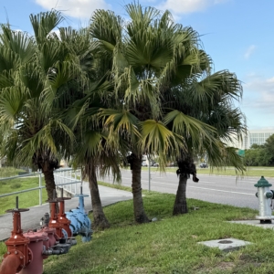 Robyn Livistona chinensis