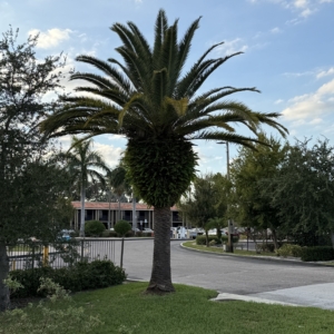 Robyn Phoenix canariensis
