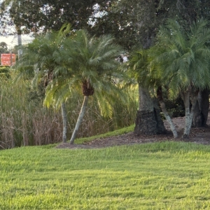 Robyn Phoenix roebellenii