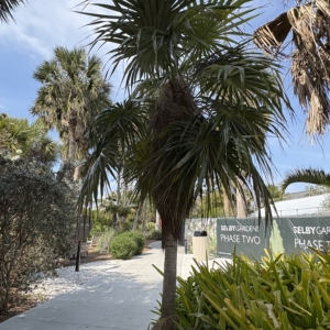 Silbey Gardens Coccothrinax crinita