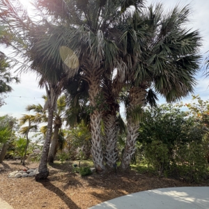 Silbey Gardens Sabal riverside