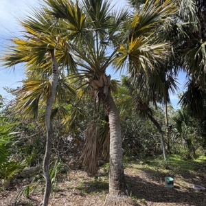 Silbey Gardens Sabal mexicana