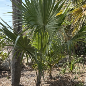 Silbey Gardens Thrinax parviflora