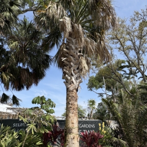Silbey Gardens Sabal yapa
