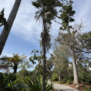 Silbey Gardens Cryosophila stauracantha