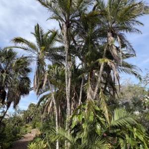 Silbey Gardens Phoenix reclinata