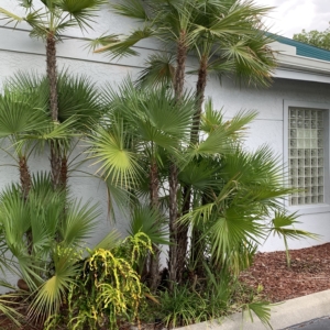 Everglades Palm in Bonita Springs