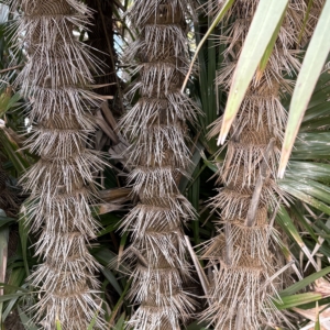 Silbey Gardens Zombia antillarum