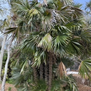 Silbey Gardens Zombia antillarum