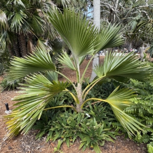 Silbey Gardens Pritchardia hillenbrandii