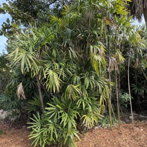 Silbey Gardens Lady Palms