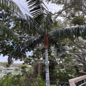Silbey Gardens Teddy Bear Palm