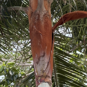 Silbey Gardens Teddy Bear Palm closeup