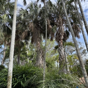 Silbey Gardens Coccothrinax miraguama