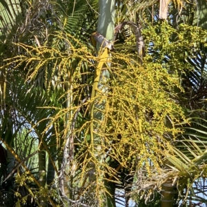 Golden Cane Palm fruiting