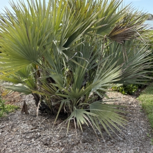 Silbey Gardens Nannorrhopz ritchiana