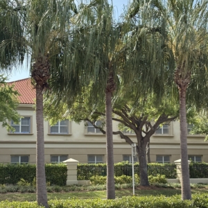 Sarasota Livistona decora
