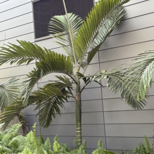 Sarasota Chambeyronia macrocarpa