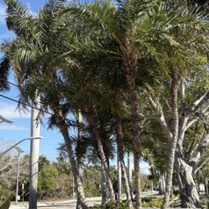 Lido Key Phoenix reclinata