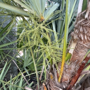 Lido Key Serenoa repens