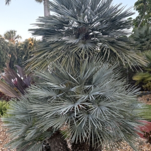 Lido Key Blue Mediterranean Fan Palm