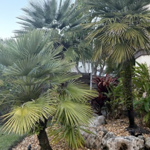 Lido Key Mediterranean Fan Palms