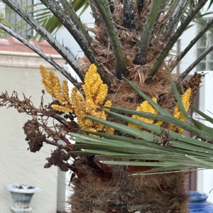 Lido Key CIDP inflorescence