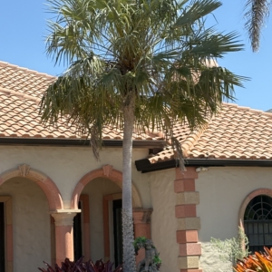 Lido Key Copernicia alba