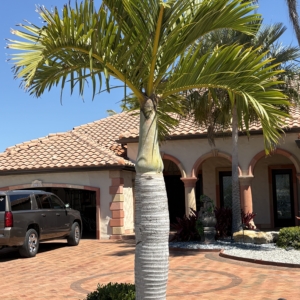 Lido Key Spindle Palm