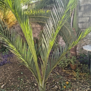Pseudophoenix ekmanii