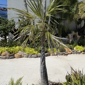 Lido Key Coccothrinax argentata