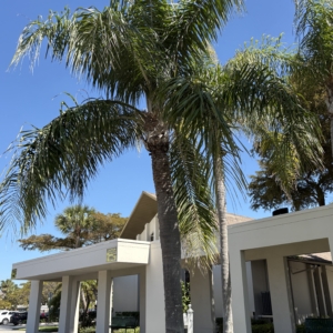 Lido Key Queen Palm