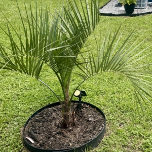 Pindo palm